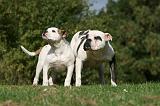 BOULEDOGUE AMERICAIN 267